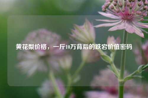 黄花梨价格,一斤10万背后的跌宕价值密码