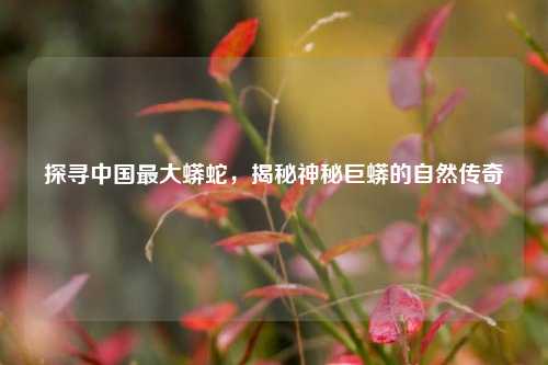 探寻中国更大蟒蛇,揭秘神秘巨蟒的自然传奇